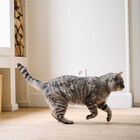 Beaphar CatComfort difusor de odor calmante e recarga para gatos, , large image number null