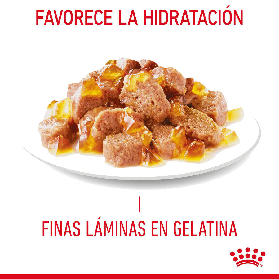 85 g Royal Canin Hairball Care Saquetas em Gelatina para gatos, , large Imagem n&uacute;mero 2