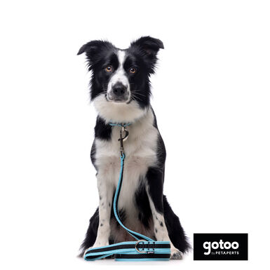 Gotoo Trela mesh turquesa refletora para cães