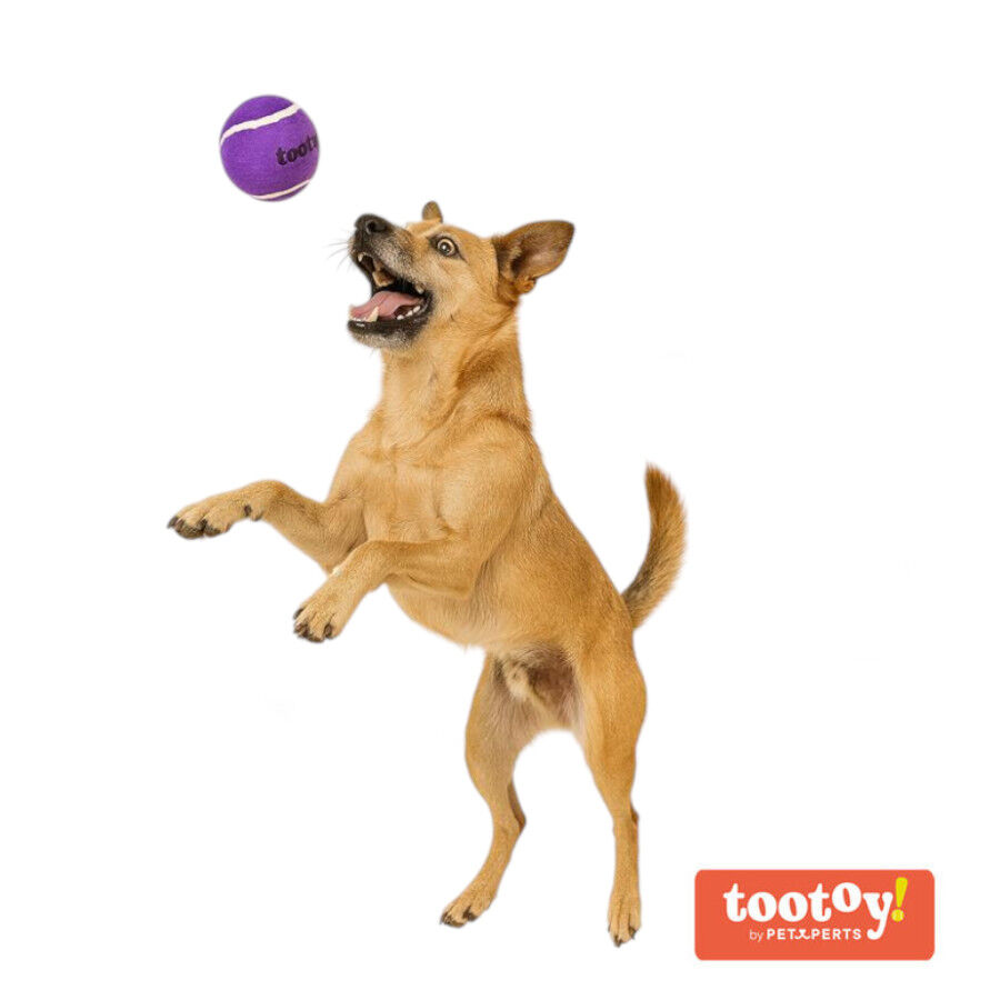 Tootoy! Chase Squeaker Ball Roxo bola de t&eacute;nis para c&atilde;es, , large Imagem n&uacute;mero 1