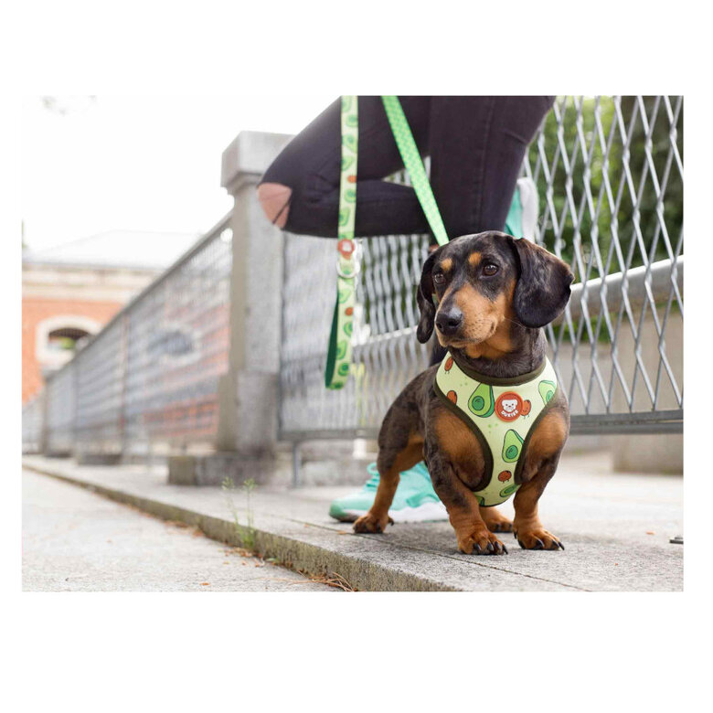 Dukier Avocado Peitoral reversível com estampado de abacate para cães,  Imagem número 4 Dukier Avocado Peitoral reversível com estampado de abacate para cães, , large Imagem número 4
