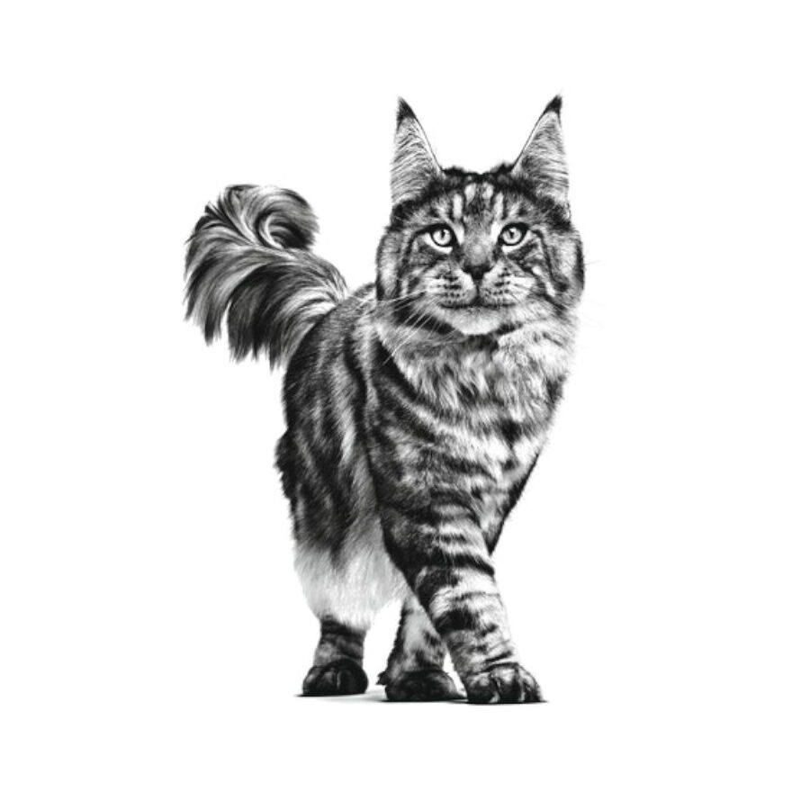 4 kg Royal Canin Veterinary Renal ra&ccedil;&atilde;o para gatos , , large Imagem n&uacute;mero 6