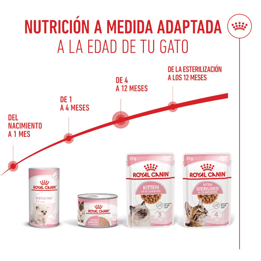 48 saquetas x 85 g Royal Canin Kitten Alimento H&uacute;mido para gatinhos Pack poupan&ccedil;a!, , large Imagem n&uacute;mero 6
