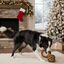 Wonder Christmas Bola com Corda e Mordedor Natal&iacute;cio para C&atilde;es, , large Indicador imagem n&uacute;mero 3