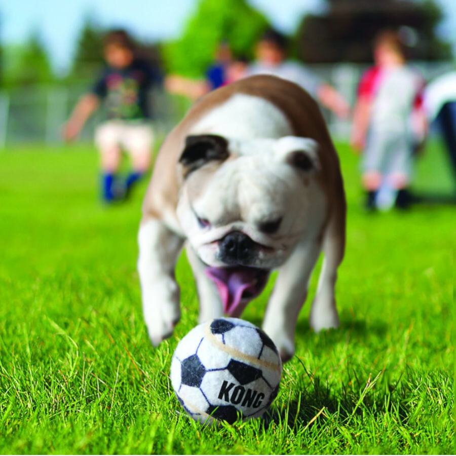 Kong Sport kit de bolas para c&atilde;es, , large Imagem n&uacute;mero 2
