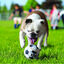 Kong Sport kit de bolas para cães, , large Indicador imagem número 2