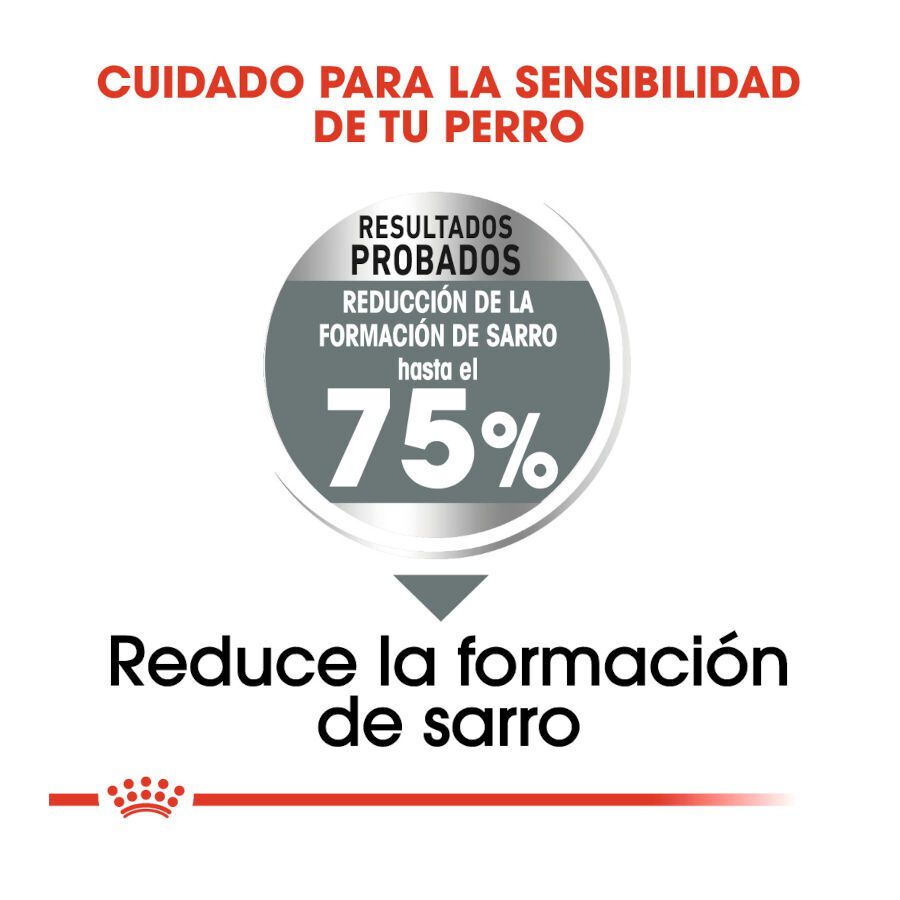 9 kg Royal Canin Maxi Dental Care ra&ccedil;&atilde;o para c&atilde;es, , large Imagem n&uacute;mero 5