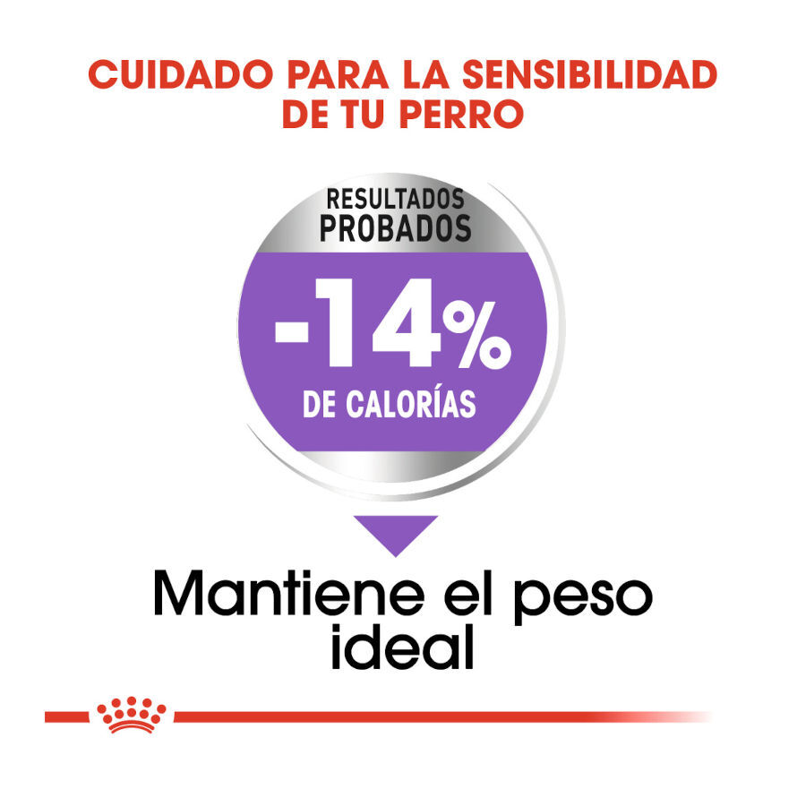 8 kg Royal Canin Mini Sterilised ra&ccedil;&atilde;o para c&atilde;es, , large Imagem n&uacute;mero 6