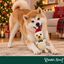 Wonder Christmas Ouri&ccedil;o Peluche para c&atilde;es, , large Indicador imagem n&uacute;mero 2