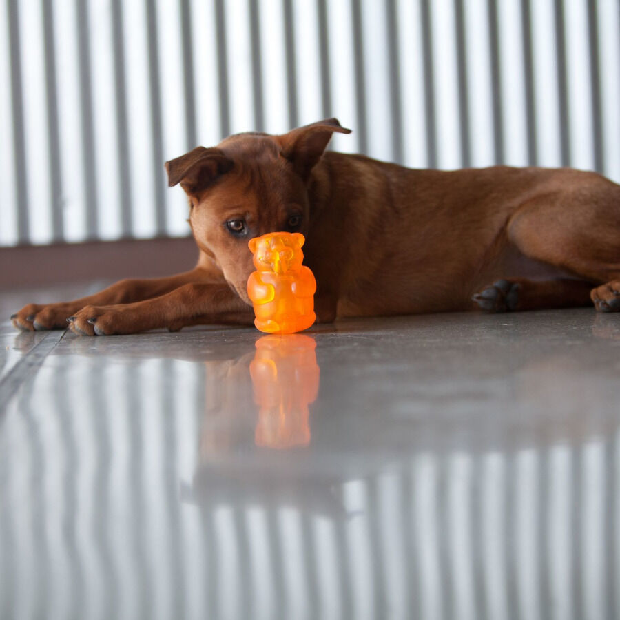 Kong Squeezz Jels brinquedo para c&atilde;es, , large Imagem n&uacute;mero 2