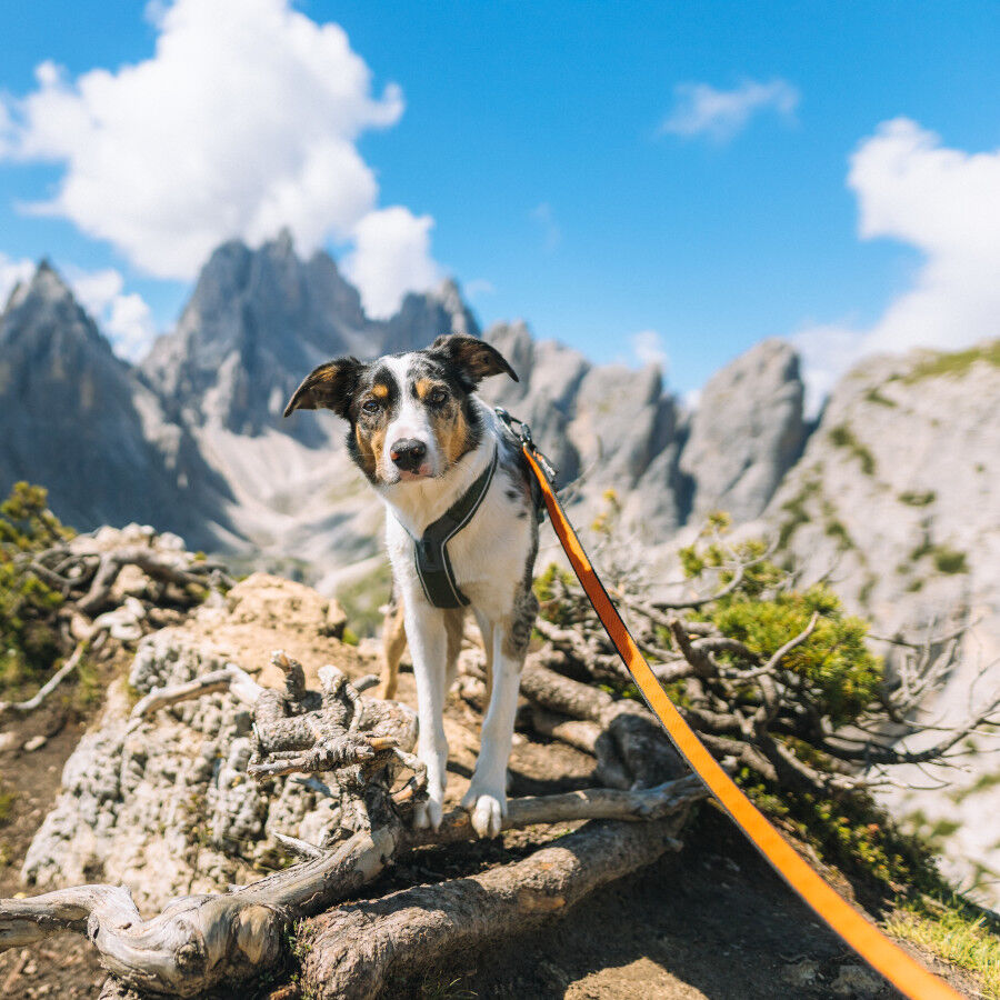 Non-stop dogwear Bungee Trela el&aacute;stica preta e laranja para c&atilde;es, , large Imagem n&uacute;mero 9