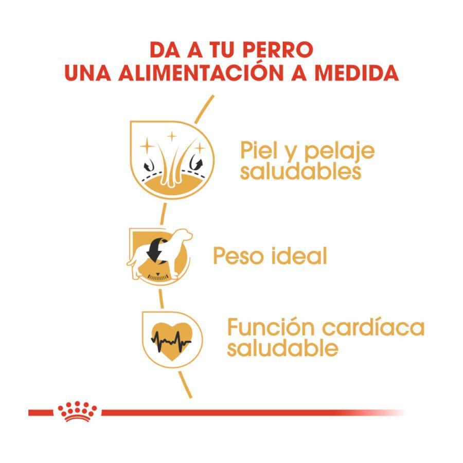 12 kg Royal Canin Adult Cocker ra&ccedil;&atilde;o para c&atilde;es, , large Imagem n&uacute;mero 6