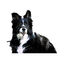 Karlie Easy Leader Arnês de Focinho para cães, , large Indicador imagem número 2