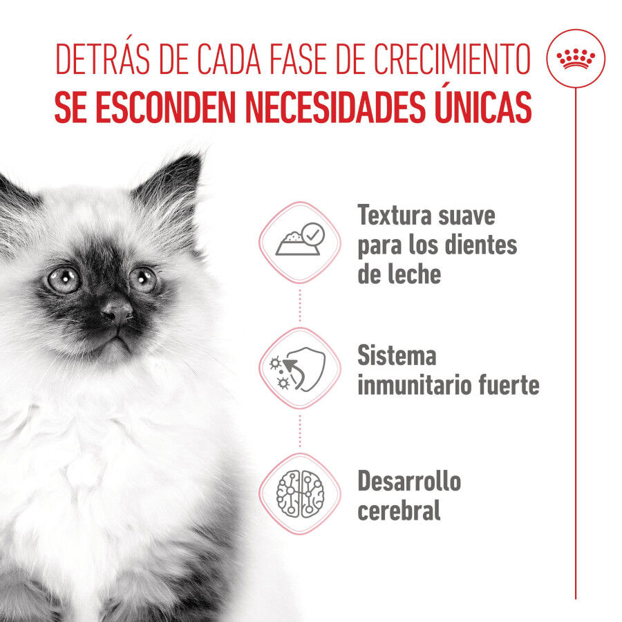 85 g Royal Canin Kitten pat&ecirc; em saquetas para gatos, , large Imagem n&uacute;mero 3