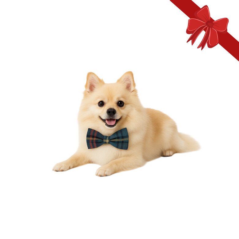 Wonder Christmas Laço natalício azul para Cães,  Imagem número 1 Wonder Christmas Laço natalício azul para Cães, , large Imagem número 1