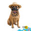 Summer Vibes Dolce Vita Rope Ring Brinquedo para c&atilde;es, , large Indicador imagem n&uacute;mero 7