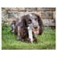 Nylabone Dura Chew Wolf osso mordedor de nylon para cães , , large Indicador imagem número 3