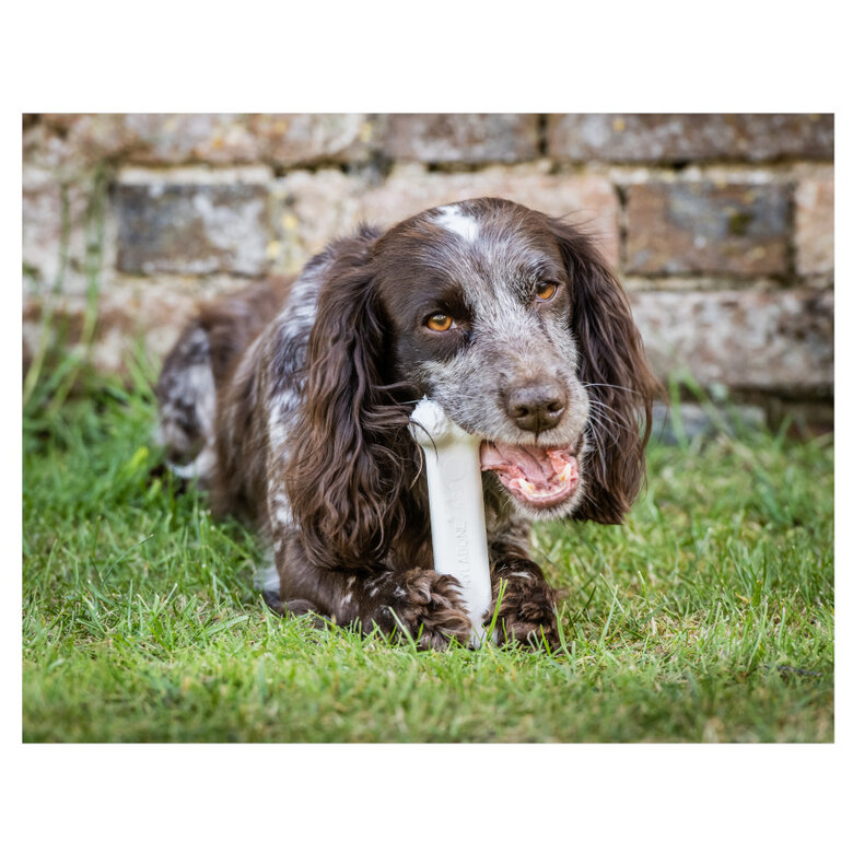 Nylabone Dura Chew Wolf osso mordedor de nylon para cães ,  Imagem número 3 Nylabone Dura Chew Wolf osso mordedor de nylon para cães , , large Imagem número 3