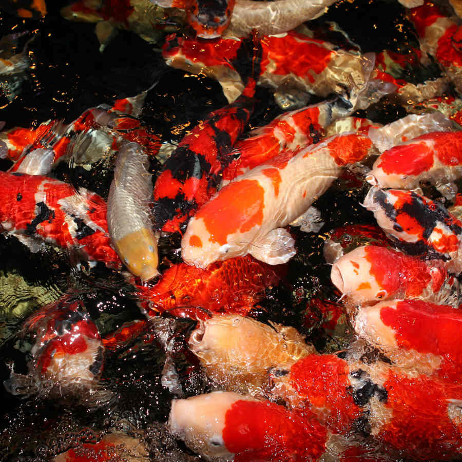 JBL ProPond Flakes Comida para peixe , , large Imagem n&uacute;mero 8