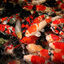 JBL ProPond Flakes Comida para peixe , , large Indicador imagem número 8