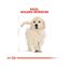 12 kg Royal Canin Puppy Golden Retriever ração para cães, , large Indicador imagem número 4