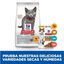 7 kg   Hill's Kitten Science Plan Sterilized Frango ração, , large Indicador imagem número 6