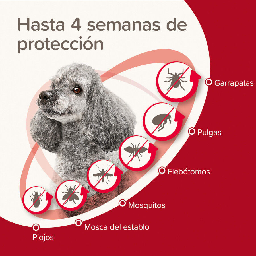 Beaphar Protectix Pipetas para c&atilde;es, , large Imagem n&uacute;mero 4