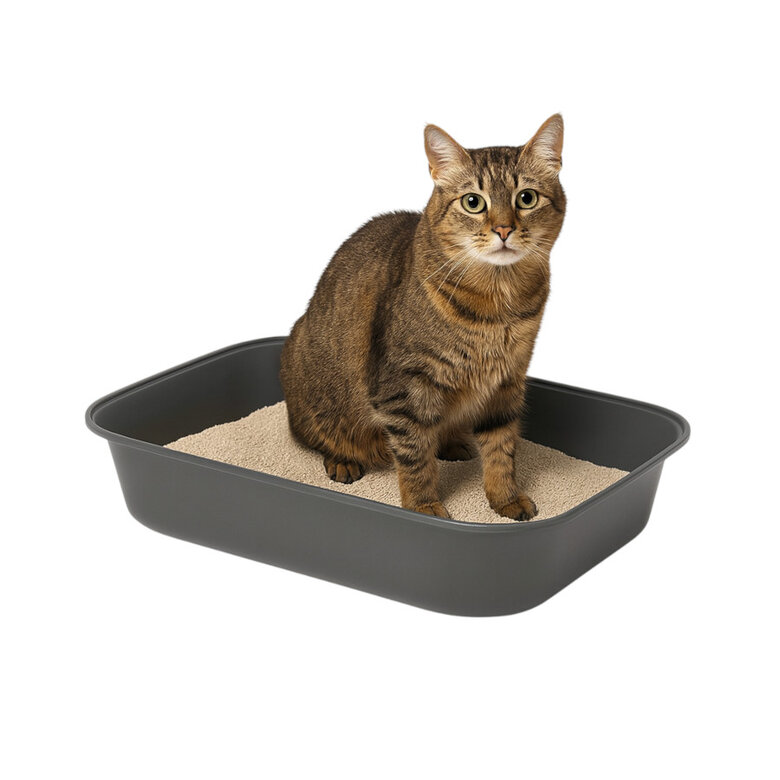 TK Pet Caixa de areia básica para gatos,  Imagem número 1 TK Pet Caixa de areia básica para gatos, , large Imagem número 1