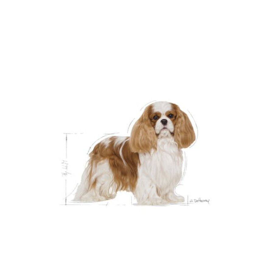 3 kg Royal Canin Adult Cavalier King Charles ra&ccedil;&atilde;o para c&atilde;es, , large Imagem n&uacute;mero 4