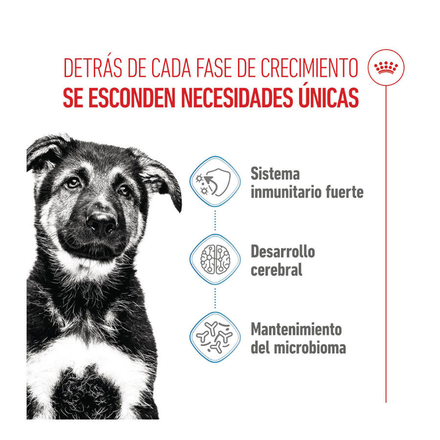 4 kg Royal Canin Puppy Maxi ra&ccedil;&atilde;o para c&atilde;es, , large Imagem n&uacute;mero 3