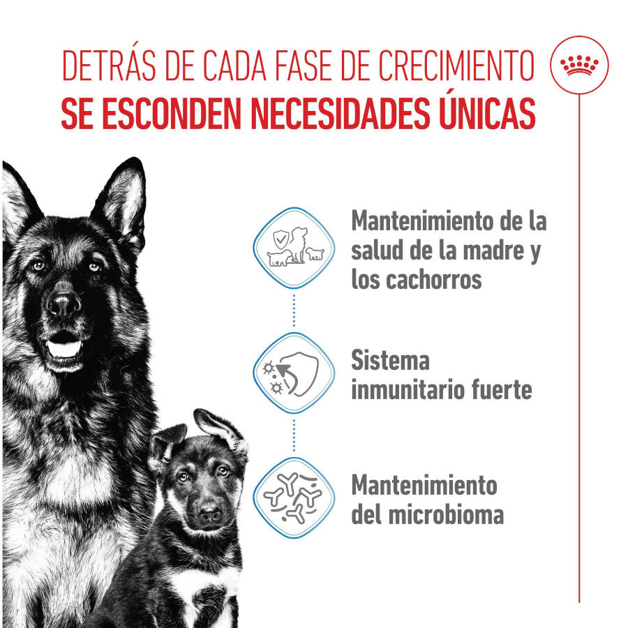 Royal Canin Starter Maxi MothereBaby ra&ccedil;&atilde;o para c&atilde;es, , large Imagem n&uacute;mero 3