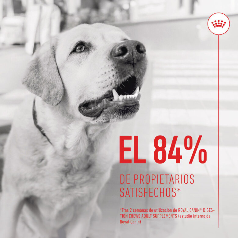 160 g Royal Canin Digestion Chews Suplemento Nutricional para cães com sensibilidade,  Imagem número 4 160 g Royal Canin Digestion Chews Suplemento Nutricional para cães com sensibilidade, , large Imagem número 4