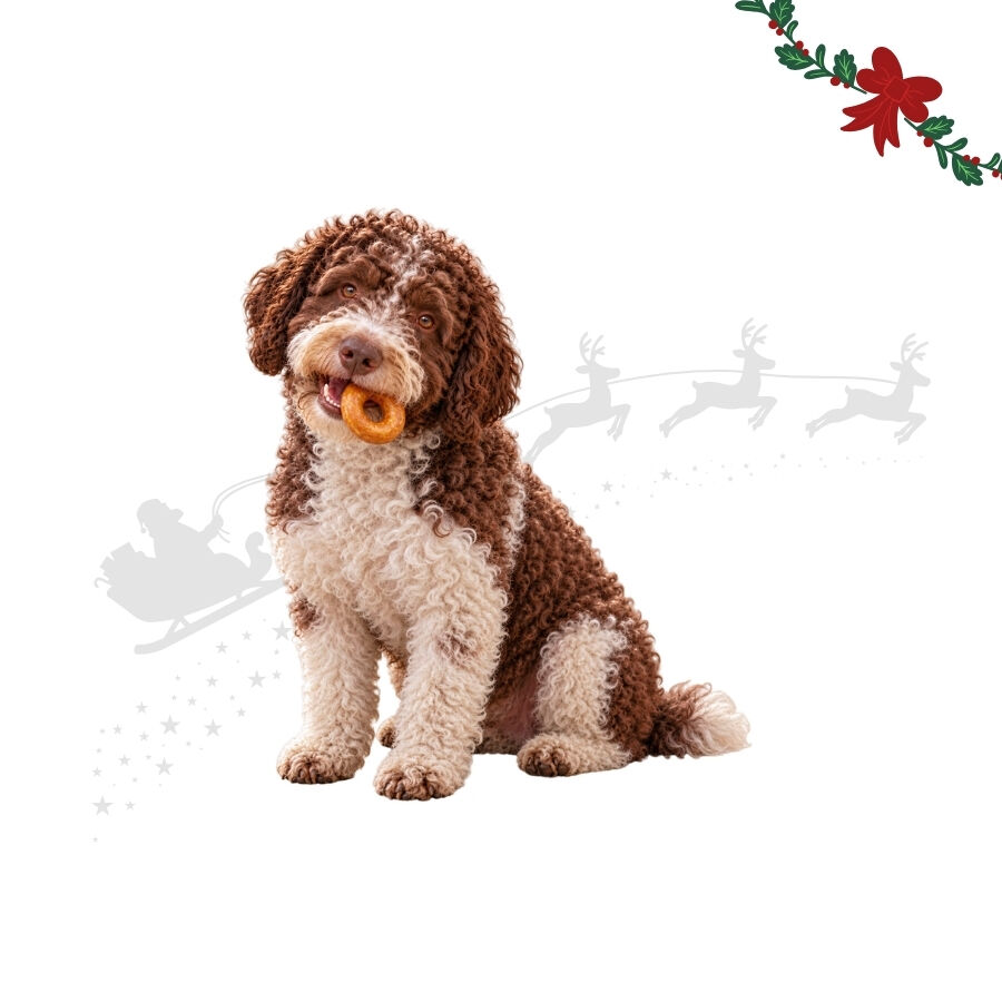 1 un. Wonder Christmas Donut Snacks para C&atilde;es, , large Imagem n&uacute;mero 1