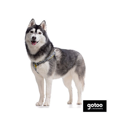 Gotoo Peitoral estampado zebra para cães
