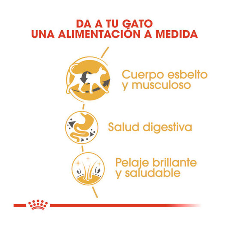 10 kg Royal Canin Adult Siamês ração para gatos,  Imagem número 6 10 kg Royal Canin Adult Siamês ração para gatos, , large Imagem número 6