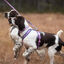 Non-stop Dogwear Peitoral Roxo e Rosa para c&atilde;es, , large Indicador imagem n&uacute;mero 2