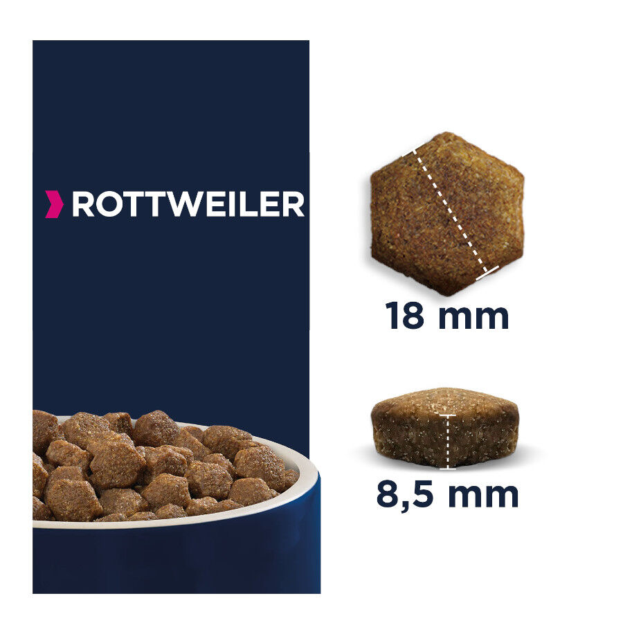 12 kg Eukanuba Adult Rottweiler ra&ccedil;&atilde;o para c&atilde;es, , large Imagem n&uacute;mero 2