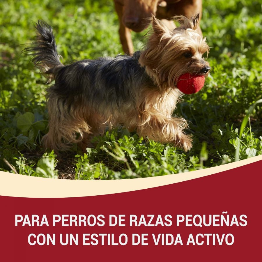 4 saquetas x 100 g Purina One Mini Active Boi e Pato saqueta em molho para c&atilde;es, , large Imagem n&uacute;mero 2