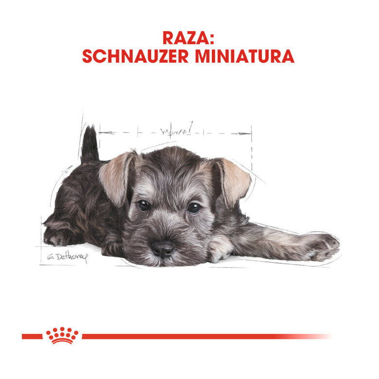 1.5 kg Royal Canin Puppy Miniature Schnauzer ra&ccedil;&atilde;o para c&atilde;es , , large Imagem n&uacute;mero 5