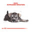 Royal Canin Puppy Miniature Schnauzer ração para cães , , large Indicador imagem número 5