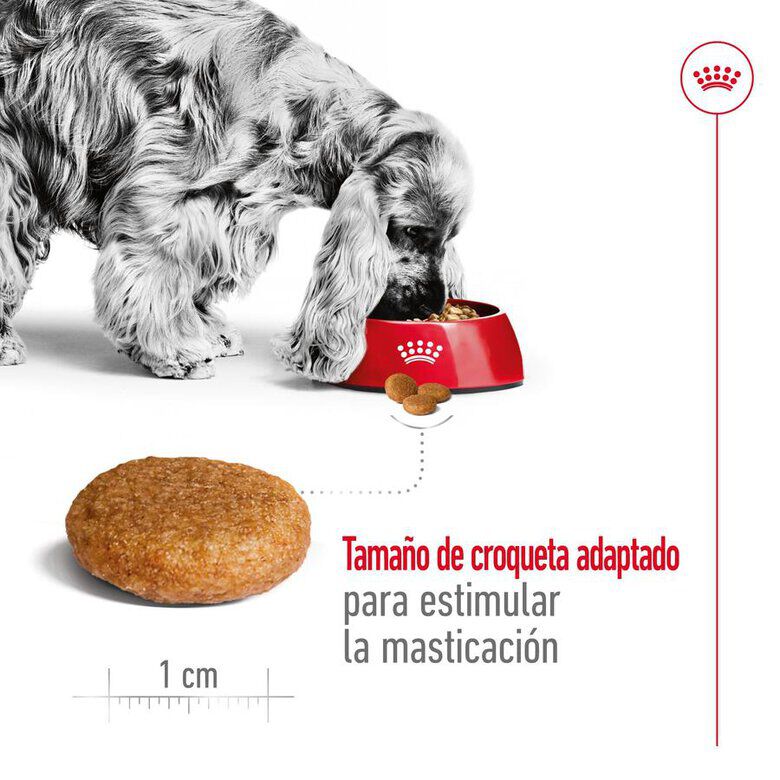 15 kg Royal Canin Medium Adult ra&ccedil;&atilde;o para c&atilde;es, , large Imagem n&uacute;mero 7