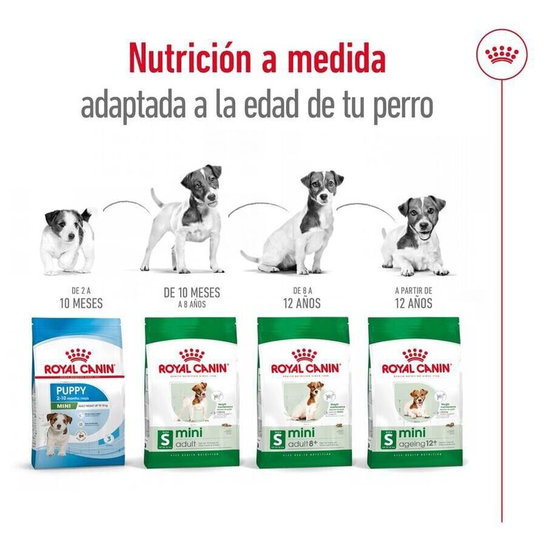 3.5 kg Royal Canin Mini 12+ Ageing ração para cães,  Imagem número 11 3.5 kg Royal Canin Mini 12+ Ageing ração para cães, , large Imagem número 11
