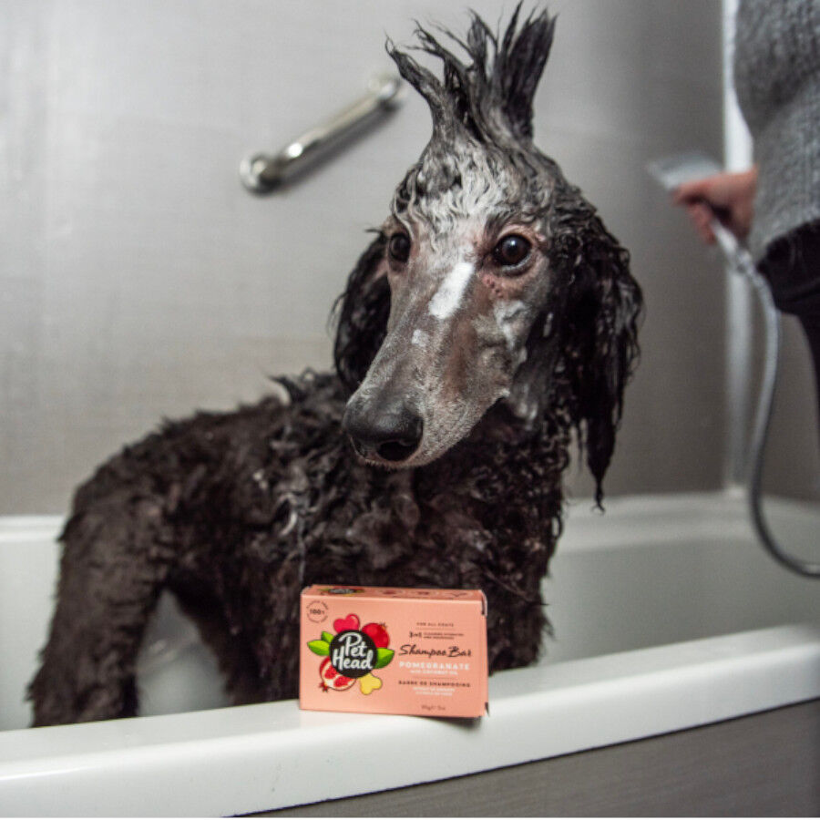 Pet Head Champ&ocirc; s&oacute;lido para c&atilde;es, , large Imagem n&uacute;mero 2