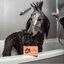 Pet Head Champô sólido para cães, , large Indicador imagem número 2