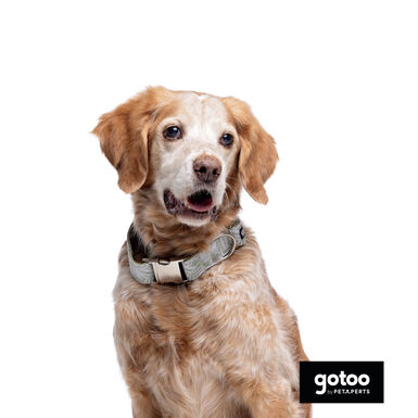 Gotoo Coleira com estampa de flores para cães