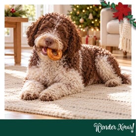 Wonder Christmas Donut Snacks para C&atilde;es