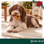 1 un. Wonder Christmas Donut Snacks para C&atilde;es, , large Indicador imagem n&uacute;mero 2