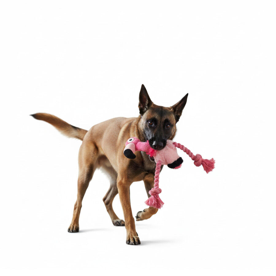 All For Paws Ultrasonic Brinquedo DJ Flamingo para c&atilde;es, , large Imagem n&uacute;mero 3