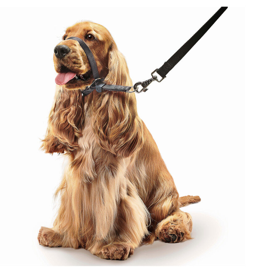 Beaphar Gentle Leader Coleira de treino negra para c&atilde;es, , large Imagem n&uacute;mero 2