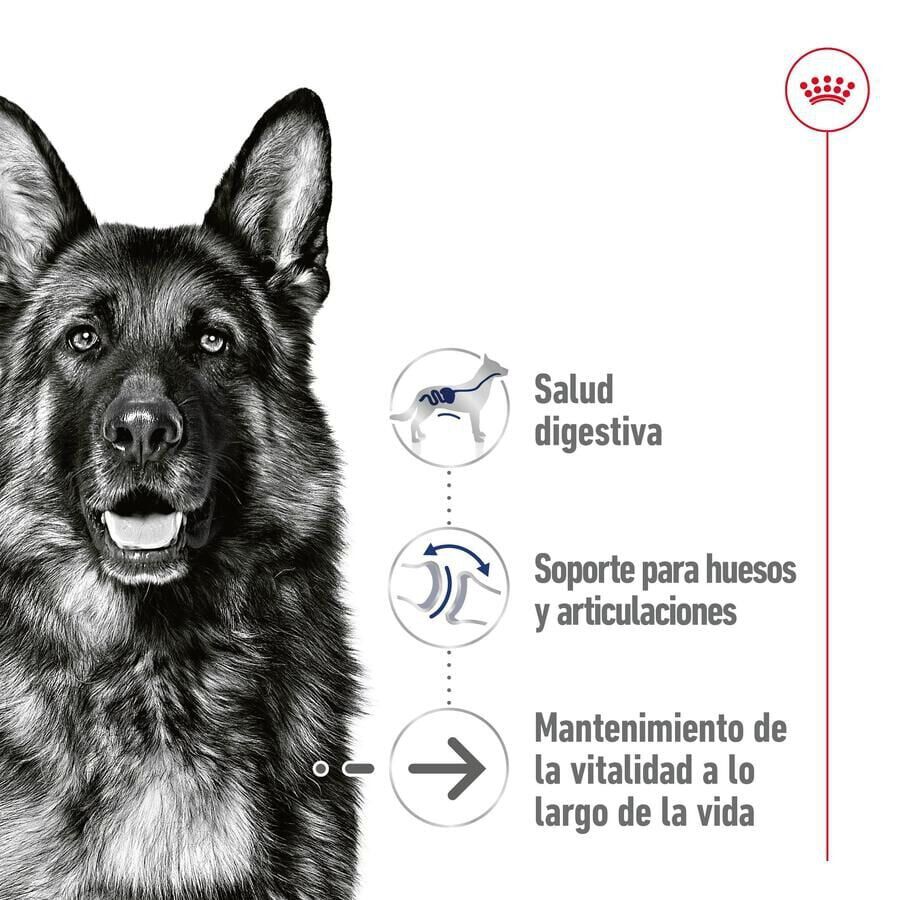 140 g Royal Canin Maxi Ageing saqueta em molho para c&atilde;es, , large Imagem n&uacute;mero 3